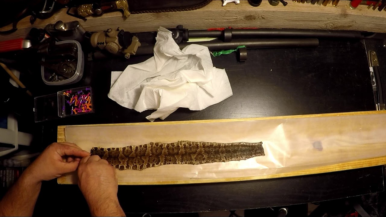 How to Tan a snake skin at home!