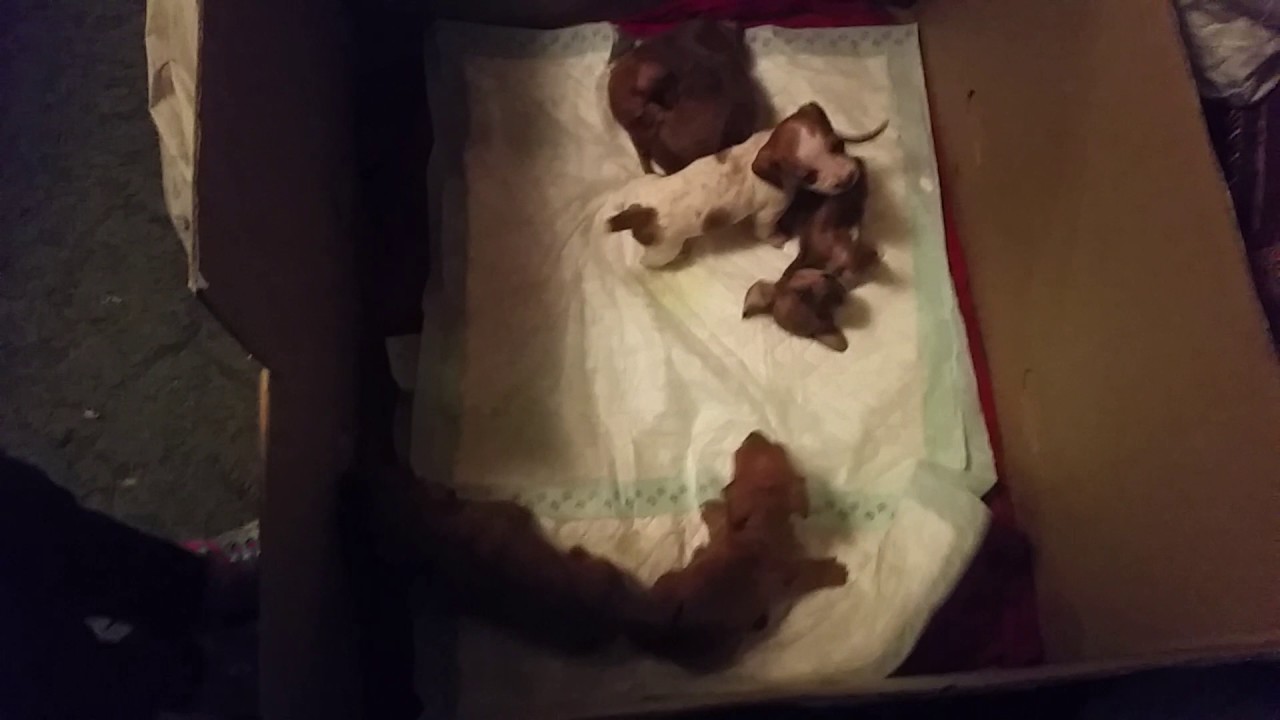 Puppies playing 11-17-2016