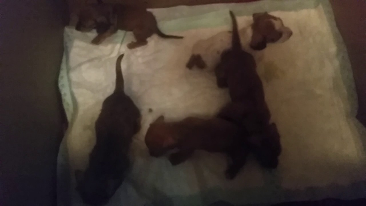 Puppies playing 11-20-16