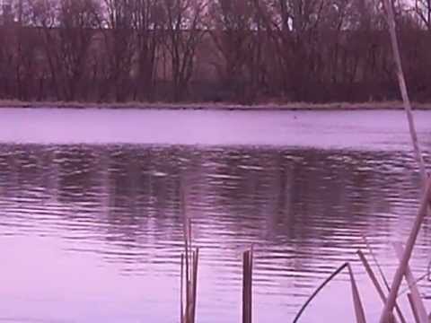 Loons- Mass loon sighting, more than 50 loons.  Bigfoot avoids cameras, so do loons.