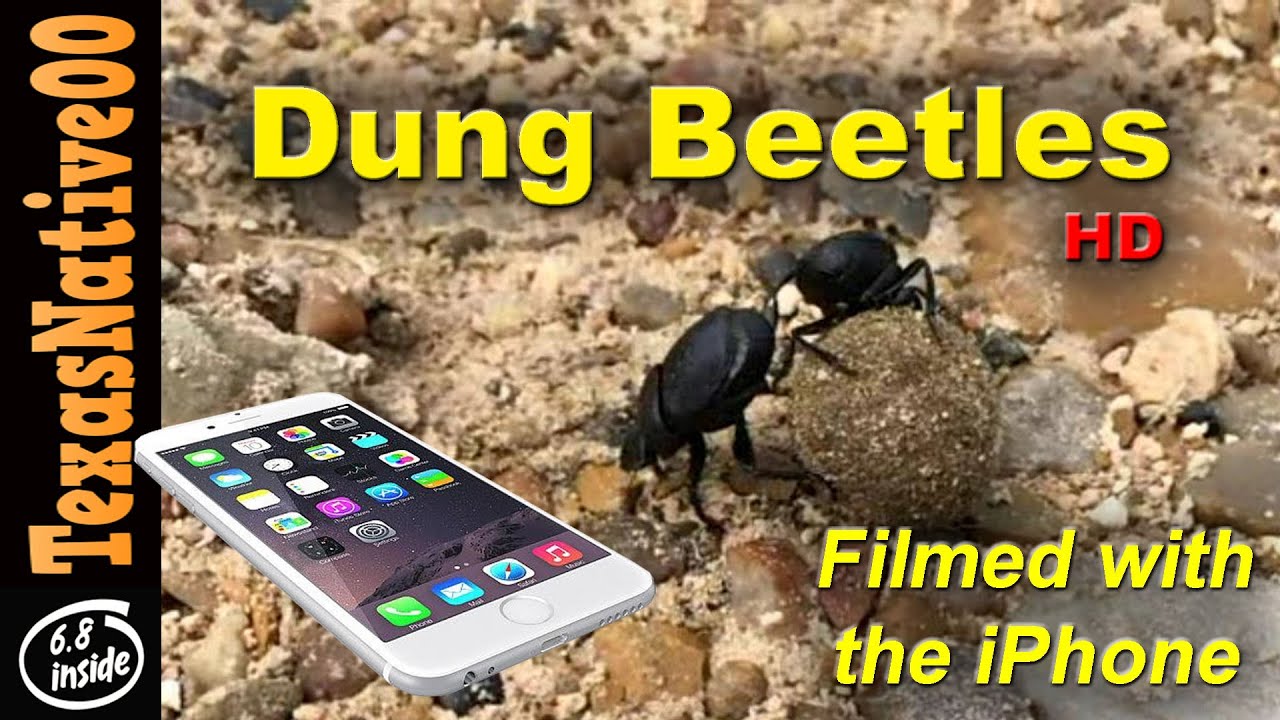 Filmed on iPhone -  Dung Beetles at Work