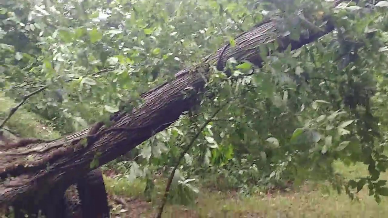 Wind Damage at The Hide!