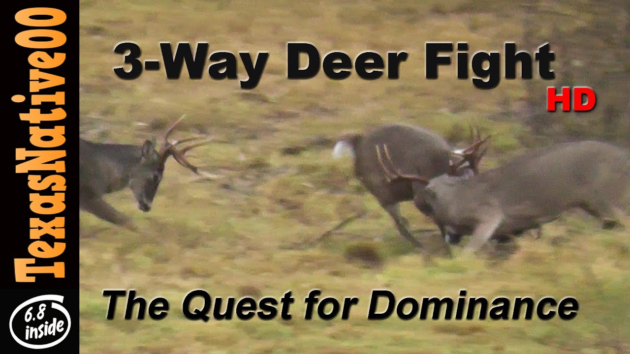 3 Way Fight - Deer Fight for Dominance HD