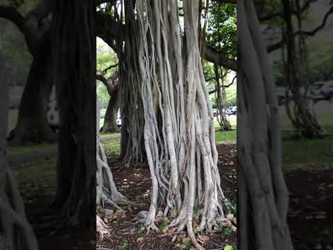 Strange trees in Honolulu, HI