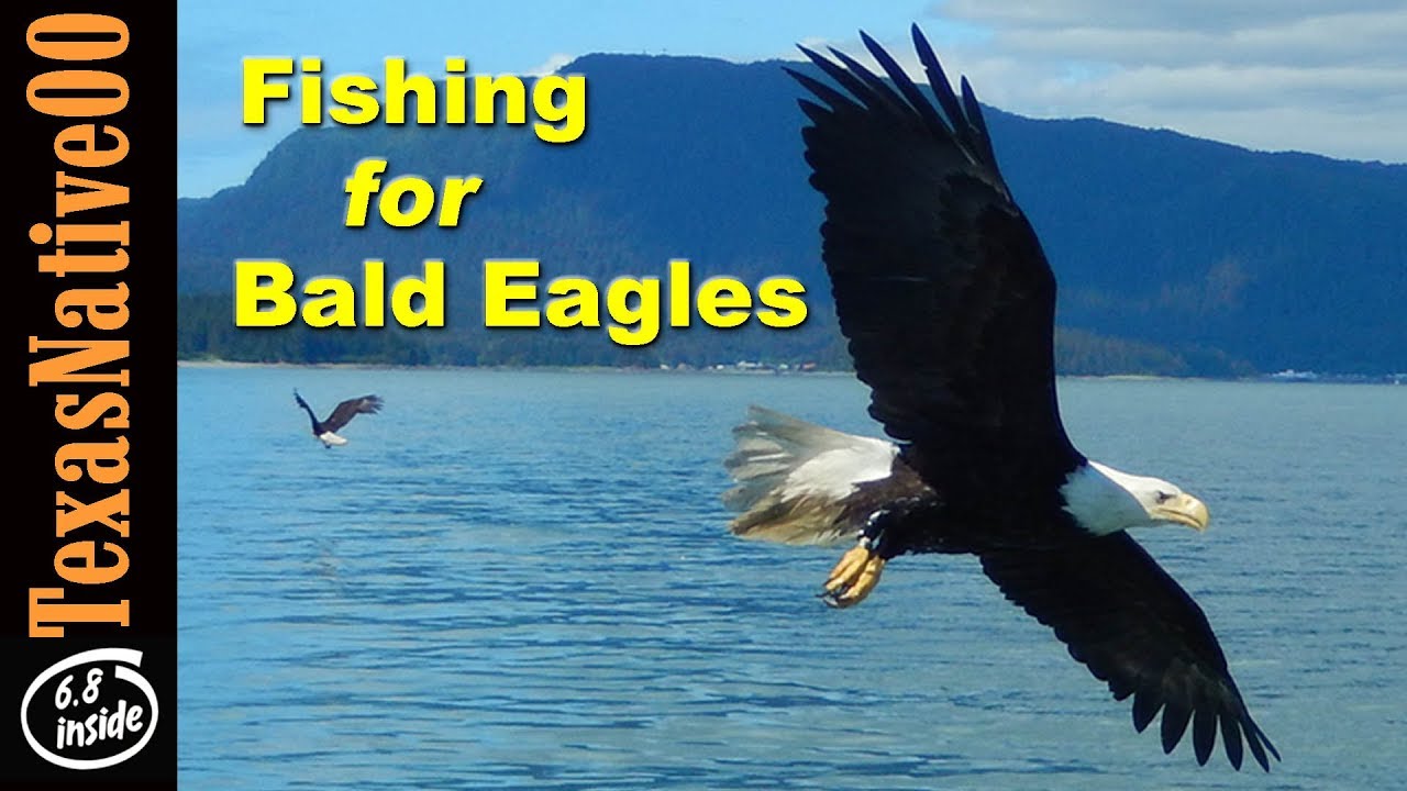 Feeding Bald Eagles in Auke Bay Alaska