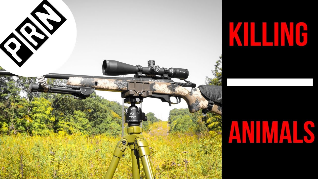 So You Want To Kill Stuff? Hunting With Precision Rifles