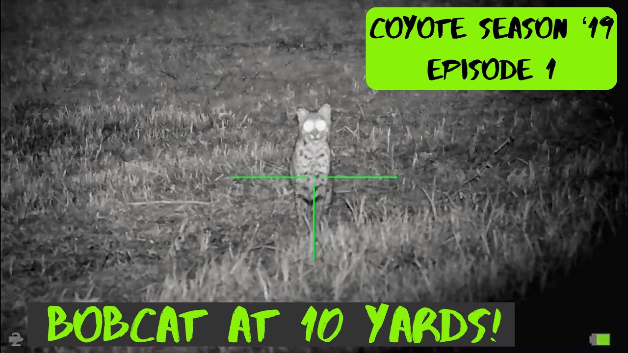 CALLING IN A COYOTE AND BOBCAT!! - COYOTE HUNTING WITH SIGHTMARK WRAITH