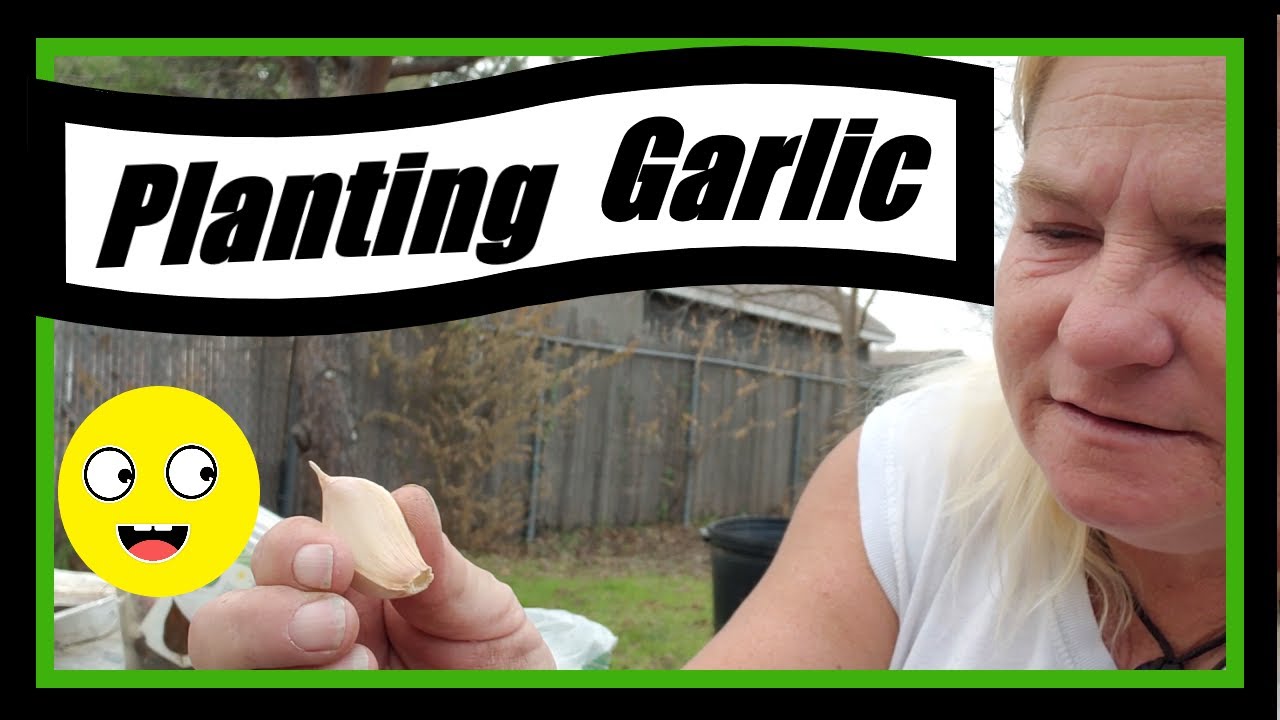Planting My Garlic
