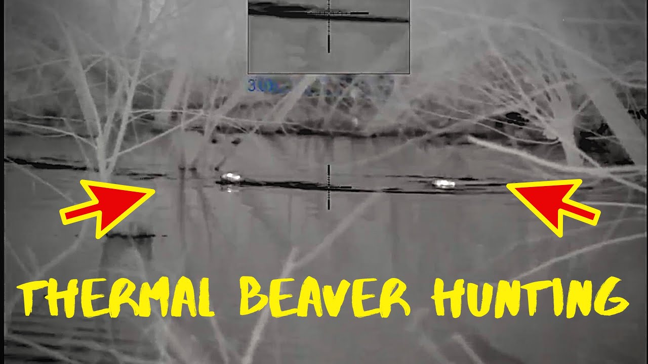 Pulsar Thermion Beaver Hunting | Beaver Hunt with 22 Long Rifle!