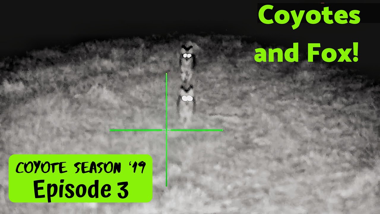 Coyote Hunt with Tons of Action | Lucky Duck Revolt | Episode 3