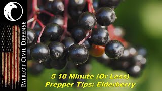 10 minute (or less) Prepper Tip: Black Elderberry