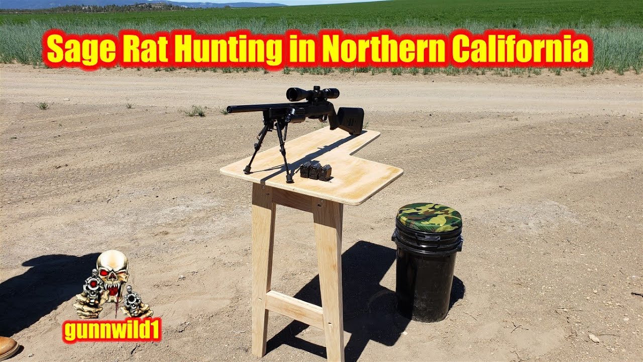 Sage Rat Hunting in Northern California